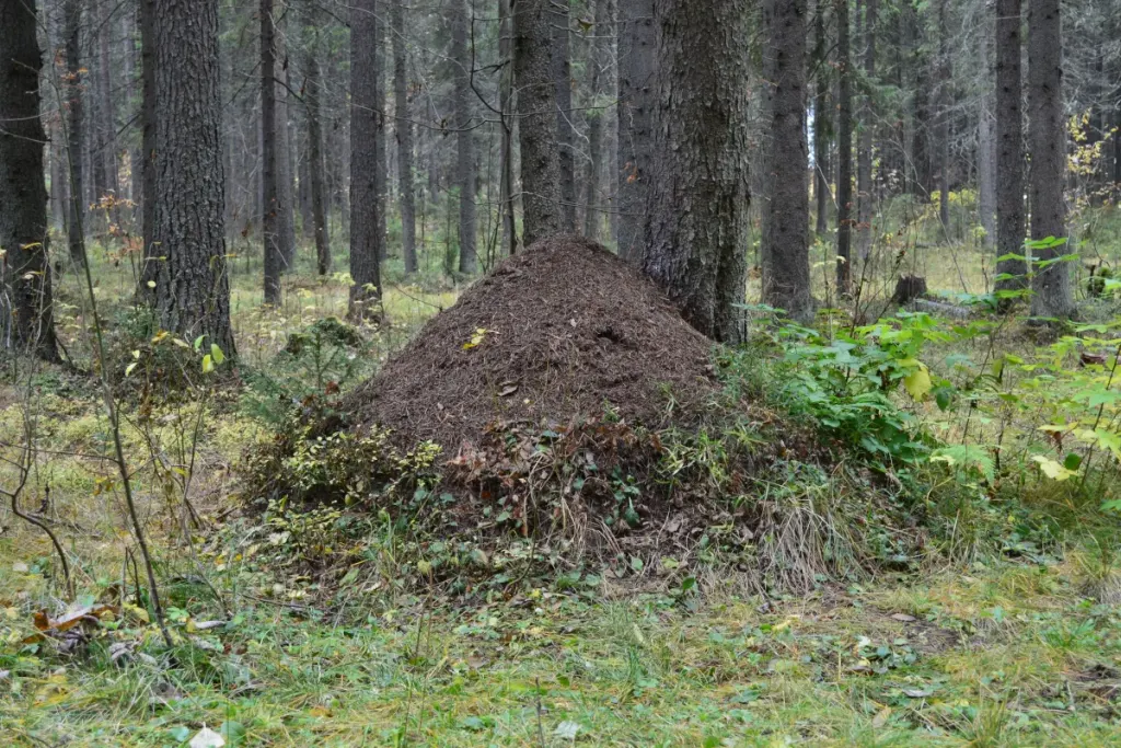 Warehouse Management Lessons from an Ant Colony