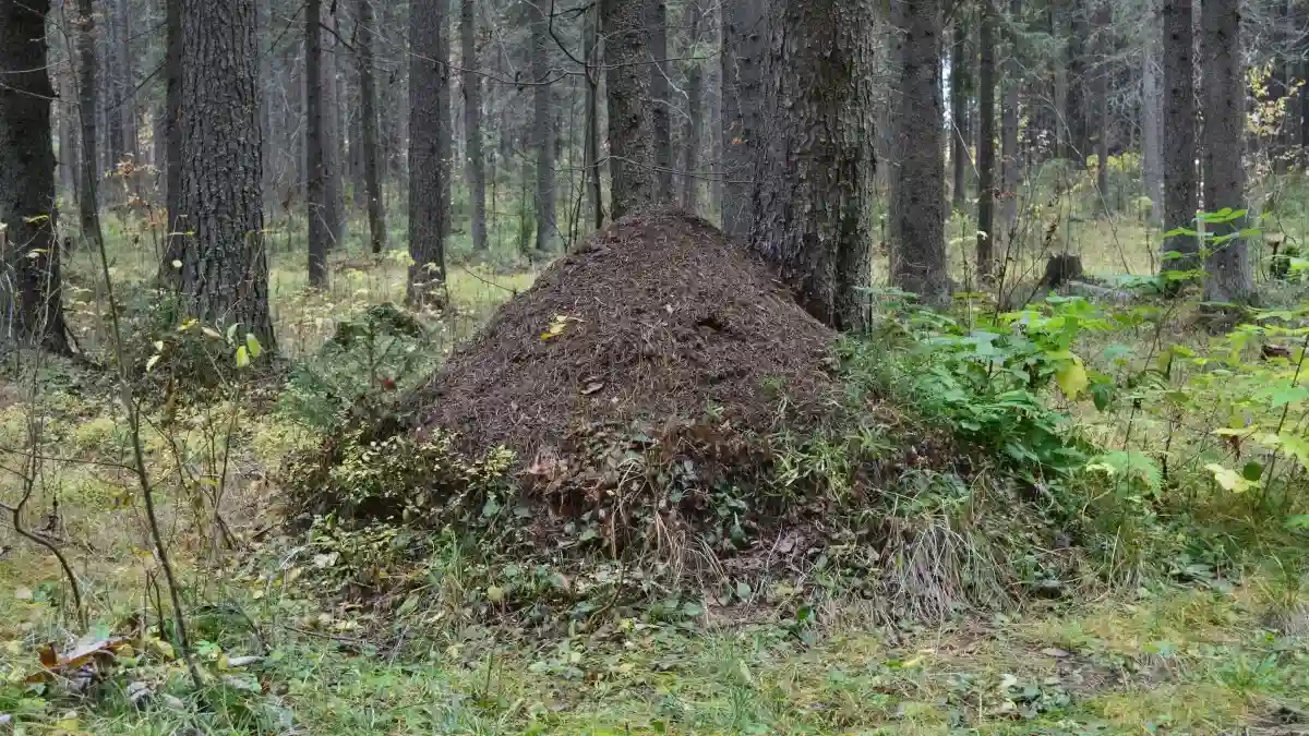 Ant colony carrying resources — a metaphor for warehouse management and supply chain efficiency